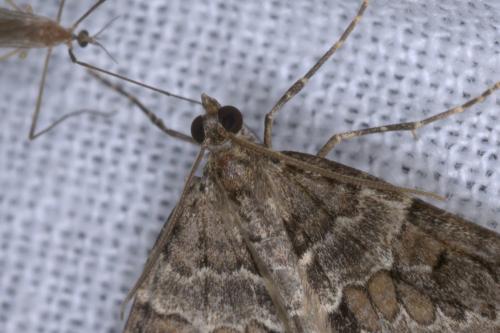 Thera britannica